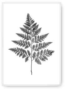 Plakat Fern Grey