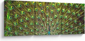 Obraz - Paw (z zegarem) (90x30 cm)