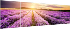 Obraz - Wschód słońca na polu lawendy (170x50 cm)