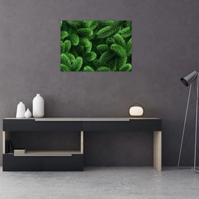 Obraz - Gałązki drzew iglastych (70x50 cm)