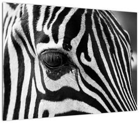 Obraz na szkle - zebra (70x50 cm)