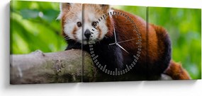 Obraz pandy czerwonej (z zegarem) (90x30 cm)