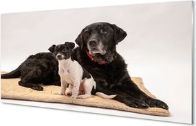 Szklany Panel Odpoczywająca Para Psów