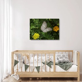 Obraz na szkle - biały motyl (70x50 cm)