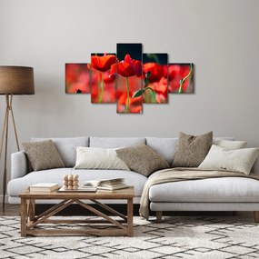 Obraz - maki (125x70 cm)