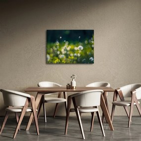 Obraz - Trawa (70x50 cm)