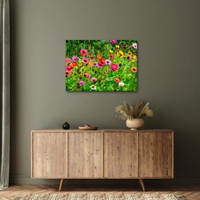 Obraz kwiatów polnych (70x50 cm)