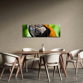 Obraz papugi (z zegarem) (90x30 cm)