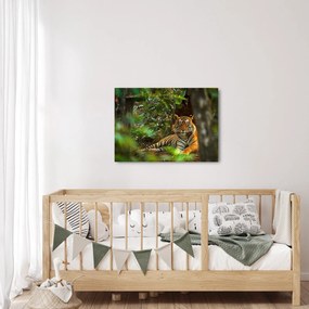 Obraz odpoczywającego tygrysa (70x50 cm)