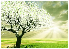 Obraz na szkle drzewa na łące (70x50 cm)