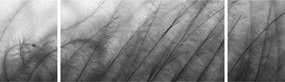 Obraz - Trawa na wietrze (170x50 cm)