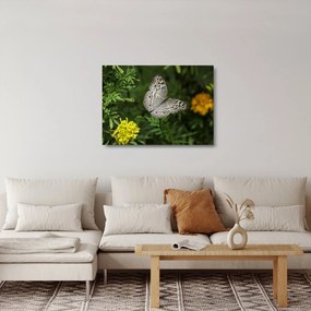 Obraz na szkle - biały motyl (70x50 cm)