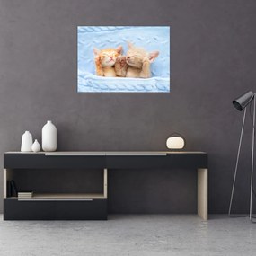 Obraz - Śpiące kocięta (70x50 cm)