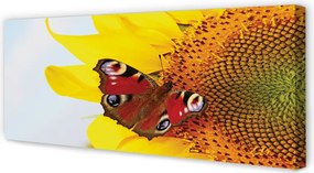 Obraz drukowany na płótnie Motyl na Słoneczniku