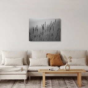 Obraz na szkle - źdźbła trawy (70x50 cm)
