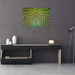Obraz na szkle - Paw (70x50 cm)