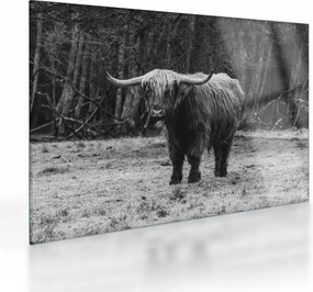 Obraz na szkle - Szkocka krowa (70x50 cm)