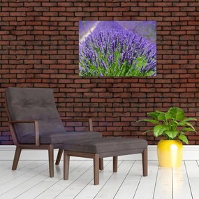 Obraz na szkle - lawenda (70x50 cm)