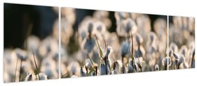 Obraz - Biała wełnianka (170x50 cm)