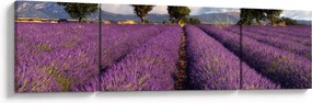 Obraz - Pole lawendy i góry (170x50 cm)