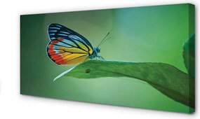 Duży obraz na płótnie Kolorowy Motyl na Liściu