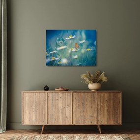 Obraz na szkle - Motyl na stokrotce (70x50 cm)