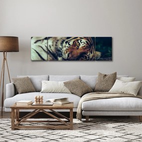 Obraz - tygrys syberyjski (170x50 cm)