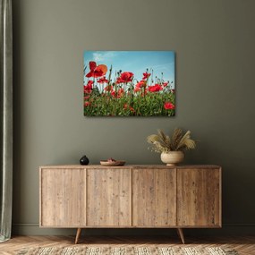 Obraz - Na polu maków (70x50 cm)