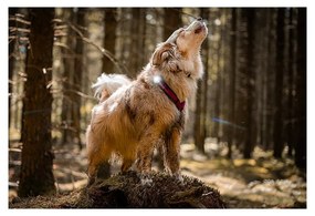 Lampka LED na obrożę White – Orbiloc