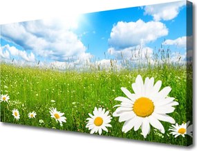 Obraz na płótnie Białe Stokrotki w Trawie