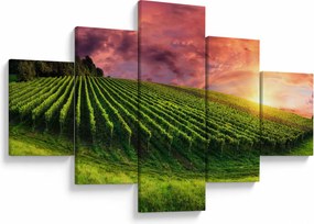 Obraz winnicy z kolorowym niebem (125x70 cm)