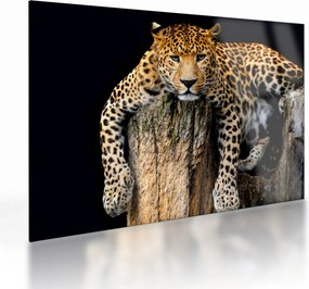 Obraz na szkle - Gepard (70x50 cm)