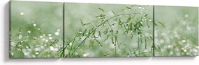 Obraz - Rosa na trawie (170x50 cm)