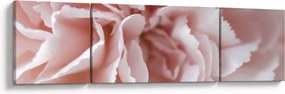 Obraz - Szczegół kwiatu (170x50 cm)