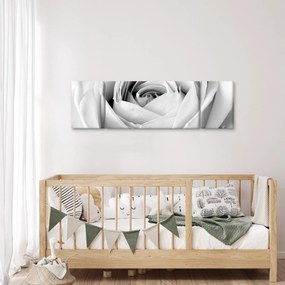 Obraz - Detal kwiatu róży (170x50 cm)