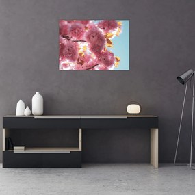 Obraz - Kwiat wiśni (70x50 cm)