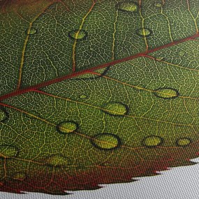 Obraz - Liść róży (170x50 cm)