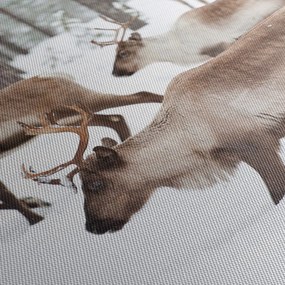 Obraz - Renifer (170x50 cm)