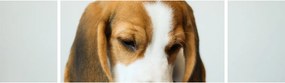 Obraz Beagle (170x50 cm)