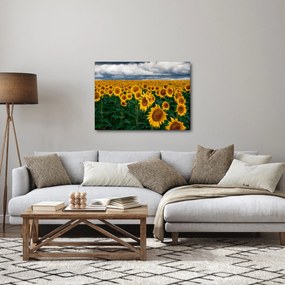 Obraz pola słoneczników (70x50 cm)