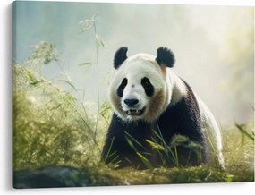 Obraz - Panda (70x50 cm)