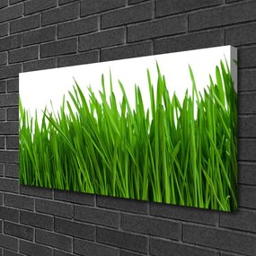 Obraz na płótnie Poranna Rosa na Trawie