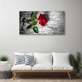 Obraz Canvas Róża Kwiat Roślina Natura