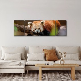 Obraz czerwonej pandy (170x50 cm)