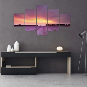 Obraz - Pole lawendy (125x70 cm)