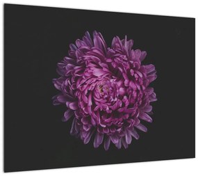 Obraz fioletowego kwiatu (70x50 cm)