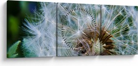 Obraz przekwitniętego dmuchawca (z zegarem) (90x30 cm)