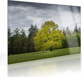 Obraz na szkle zielonego drzewa na środku pola (70x50 cm)