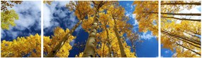Obraz - Aspen (170x50 cm)
