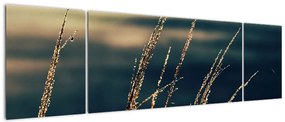 Obraz traw (170x50 cm)